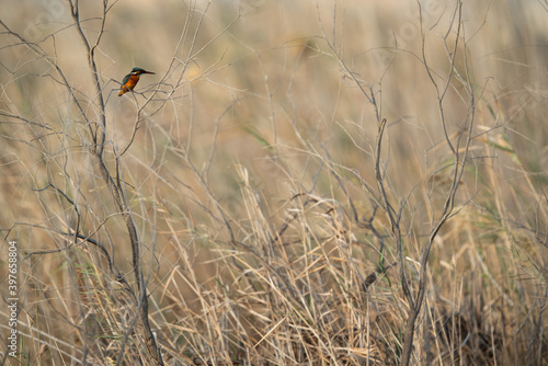 Common Kingfisher in its habitat at Asker marsh, Bahrain