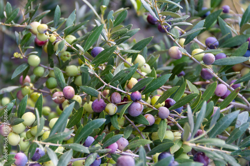 Olives of the Arbequina variety in the olive tree waiting to be harvested near the town of Mallén, province of Zaragoza in the region of Aragon (Spain) photo