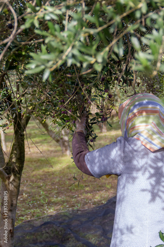 Olives of the Arbequina variety being harvested with the rake method near the town of Mallén, province of Zaragoza in the region of Aragon (Spain)