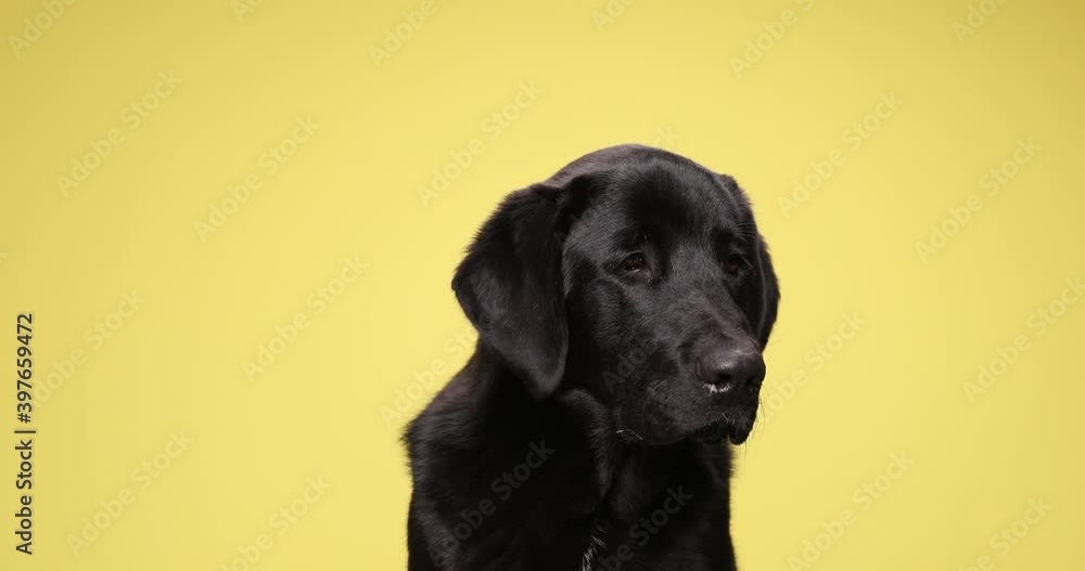 lovely lab puppy yawning and curiously looking up and following on yellow background in studio lovely lab puppy yawning and curiously looking up and following on yellow background in studio