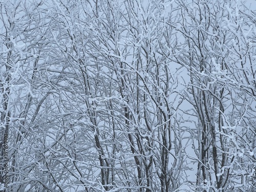 trees in snow © Mickaël LEBRET