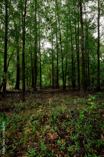 A forest in Felsenthal, Arkansas during a rainy day