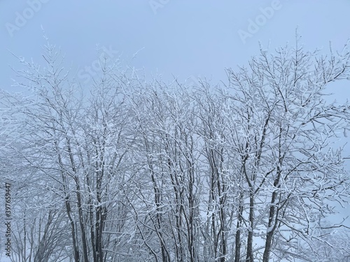 trees in winter © Mickaël LEBRET