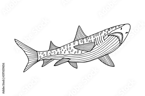 illustration of a shark. JPG