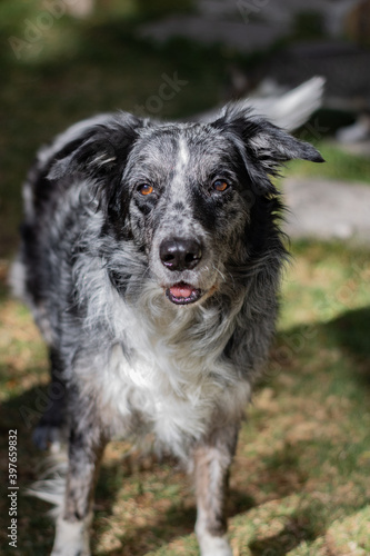 white dog with black in a park