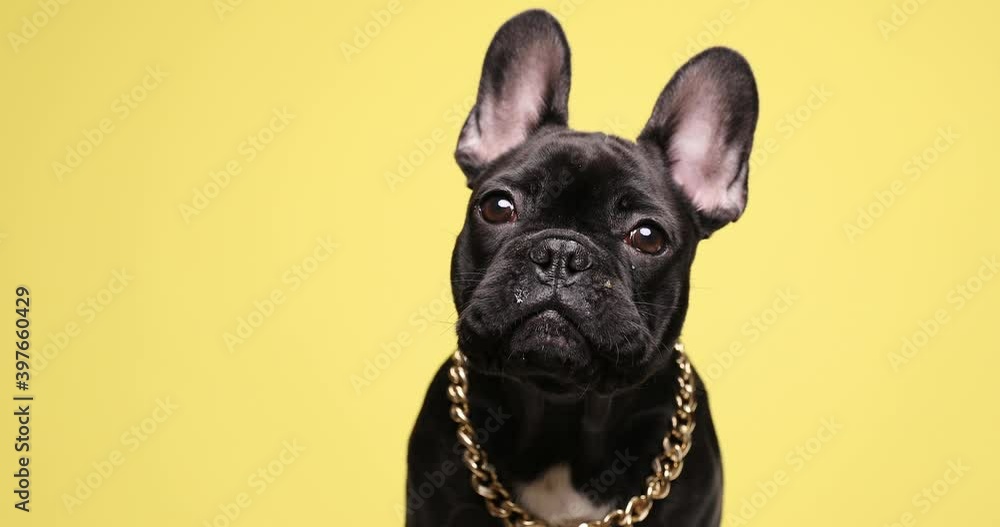 curious cute French bulldog puppy wearing golden collar and curiously looking up on yellow background in studio curious cute French bulldog puppy wearing golden collar and curiously looking up on yellow background in studio