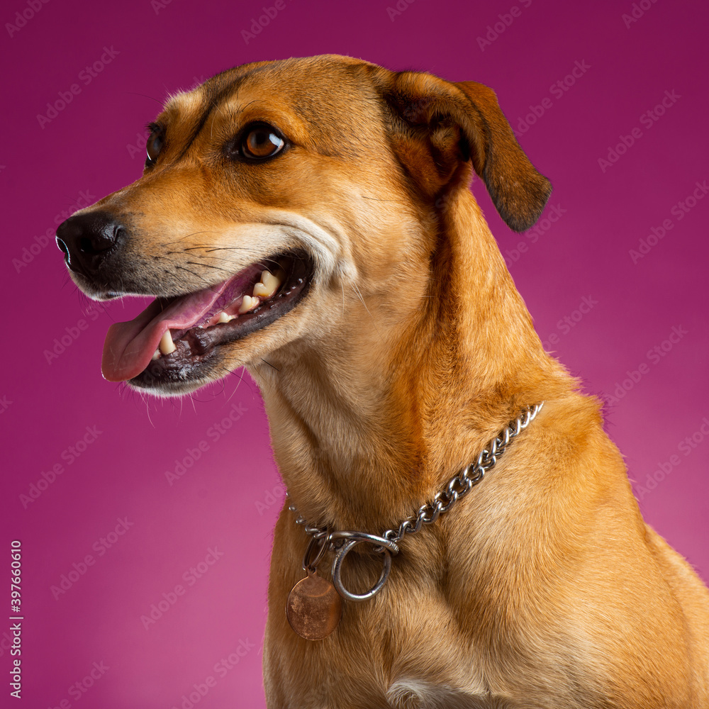 portrait of a dog in the studio purple background portrait of a dog in the studio purple background