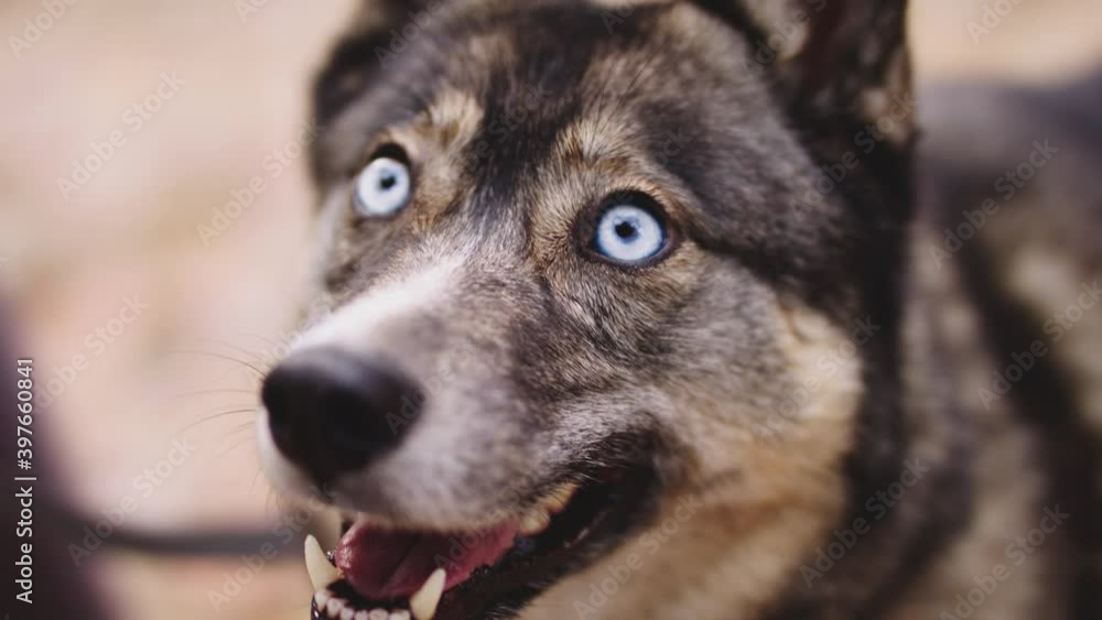 Portrait of beautiful gray west siberian laika with light blue eyes on the leash. High quality 4k footage Portrait of beautiful gray west siberian laika with light blue eyes on the leash. High quality 4k footage