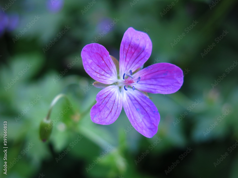 Forest geranium (Geranium sylvaticum) blooms in summer with purple flowers Forest geranium (Geranium sylvaticum) blooms in summer with purple flowers