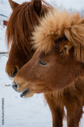 portrait of two horses in the snow in northern Sweden