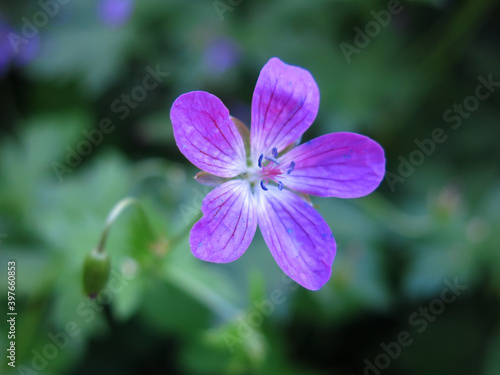 Forest geranium (Geranium sylvaticum) blooms in summer with purple flowers