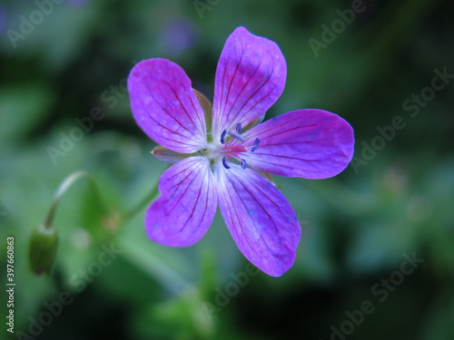 Forest geranium (Geranium sylvaticum) blooms in summer with purple flowers