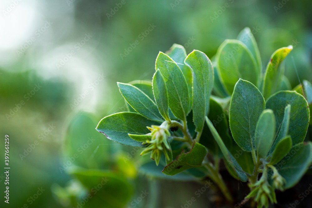 Green Manzanita bush leaves texture Green Manzanita bush leaves texture