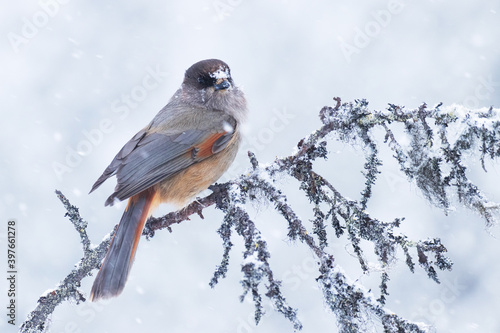 Cute Siberian jay, Perisoreus infaustus with a snowflake on its forehead during a heavy snowfall in a cold taiga forest, winter wonderland of Finnish Lapland, Northern Europe.	 photo