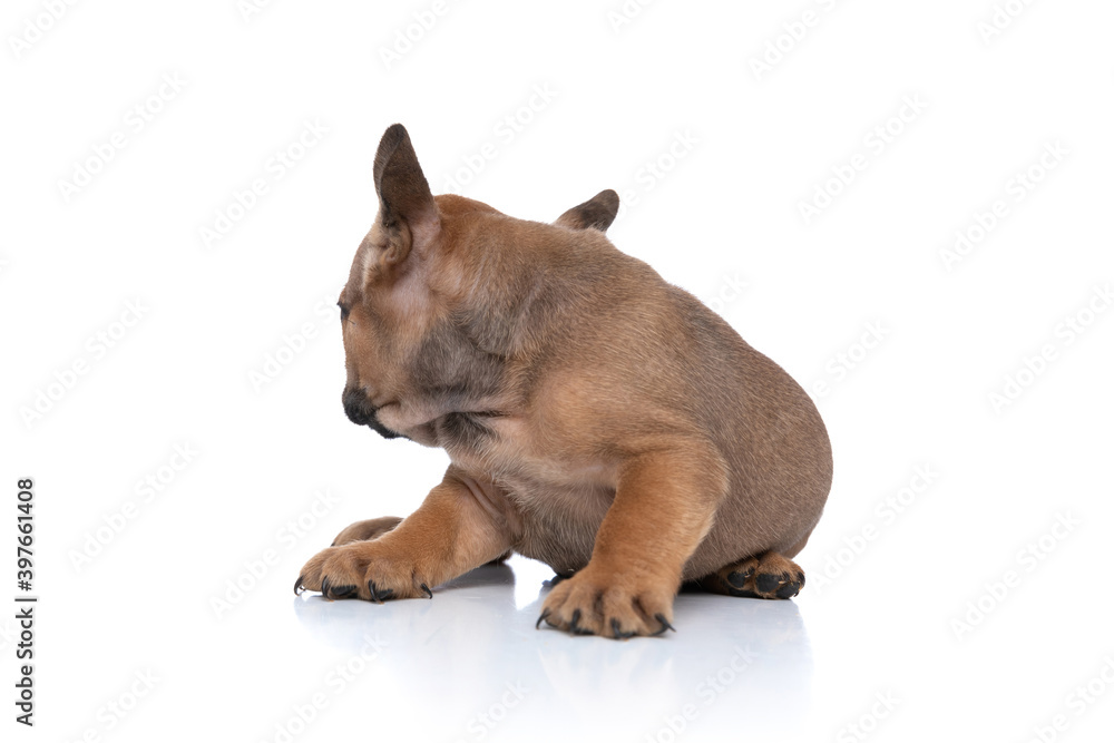 Fototapeta premium fawn french bulldog dog is hiding his face