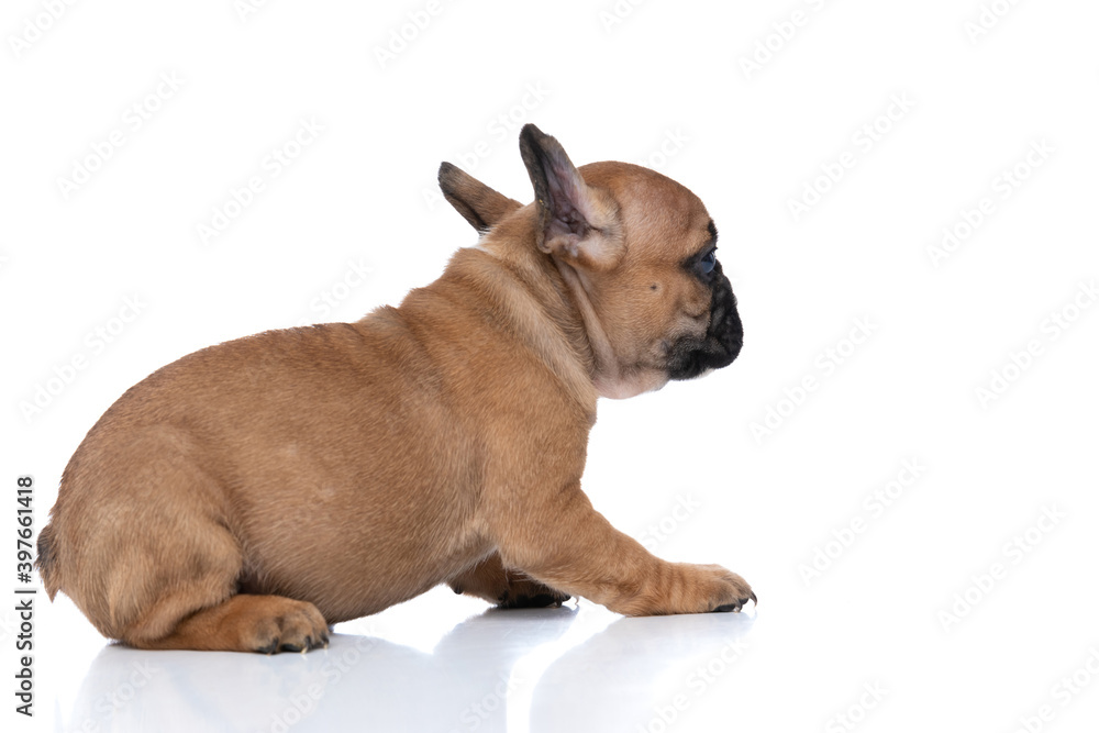 sweet french bulldog dog looking ahead and sitting
