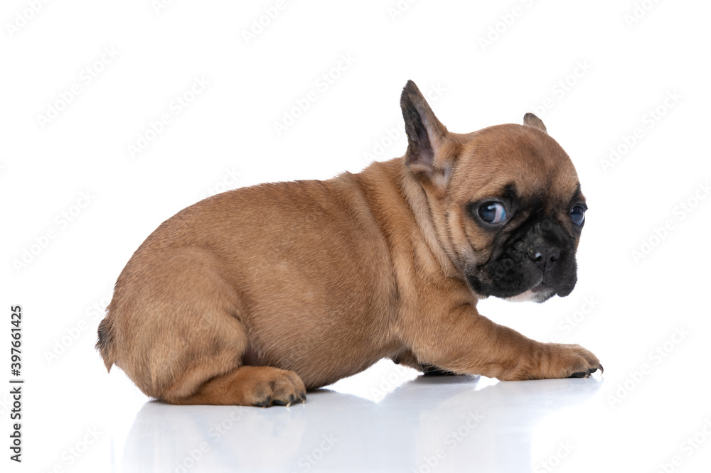 adorable french bulldog dog looking back at something