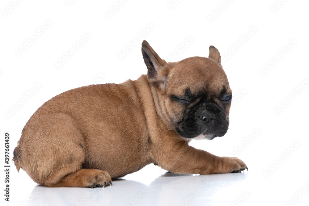 cute french bulldog dog waking up from a nap