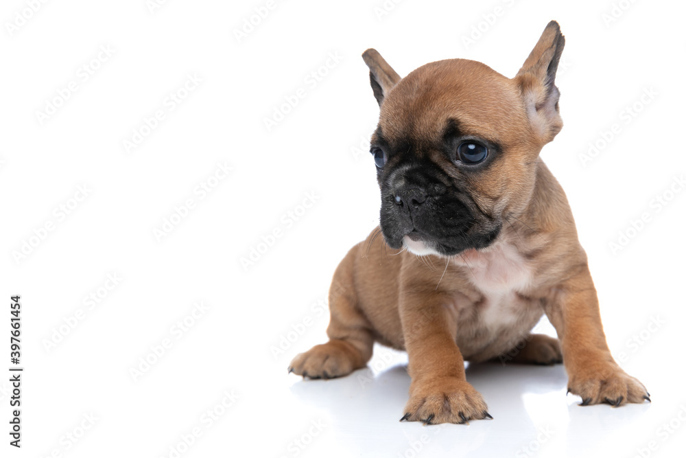 fawn french bulldog dog looking away and standing