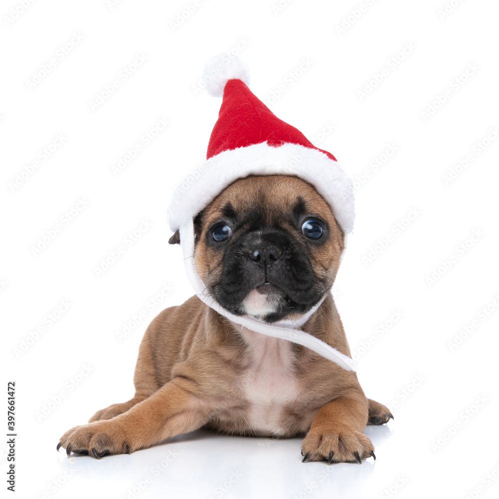 adorable french bulldog dog wearing a christmas hat