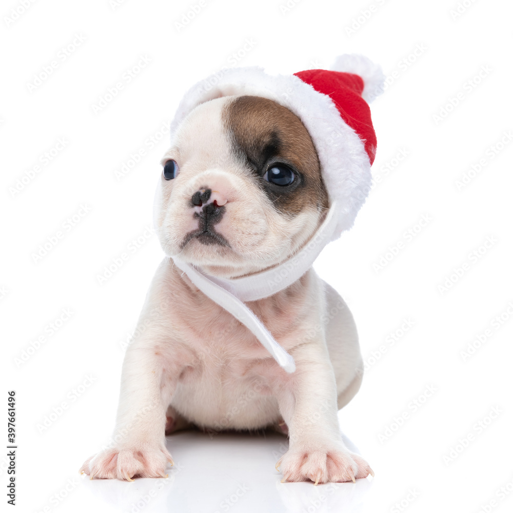 french bulldog dog is wearing a christmas hat french bulldog dog is wearing a christmas hat