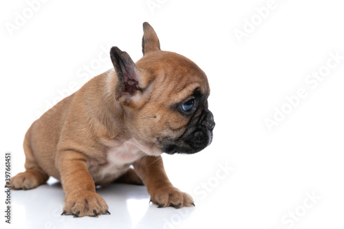cute fawn french bulldog dog looking to his side