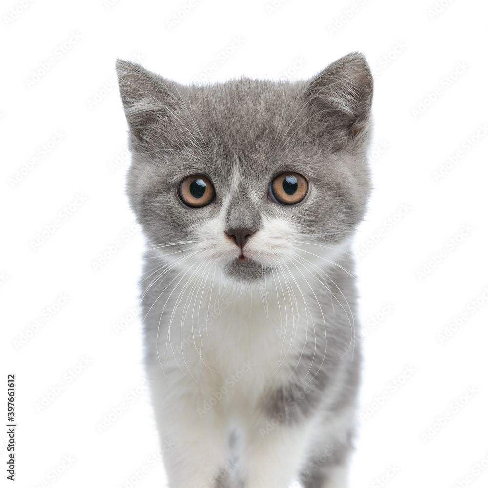 extremely adorable british shorthair cat looking at the camera