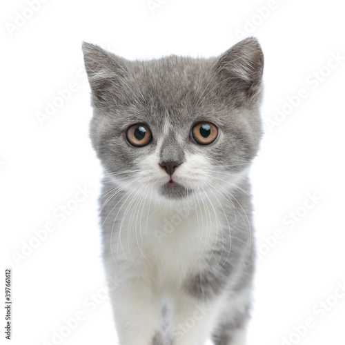 extremely adorable british shorthair cat looking at the camera