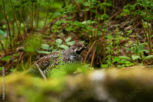 A male Hazel grouse, Tetrastes bonasia in a green, lush and old boreal forest during spring breeding season in Estonia, Northern Europe.  © adamikarl