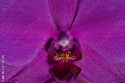 Fototapeta Naklejka Na Ścianę i Meble -  Orchidee Blühte im herrlichen Farbton 