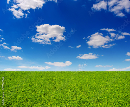 Photo of green clover field at summer day on a blue sky background