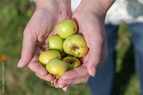 Woman`s hands holds group of small green Antonovka apples from the apple tree. Sunny day. Selective focus. Organic food theme.