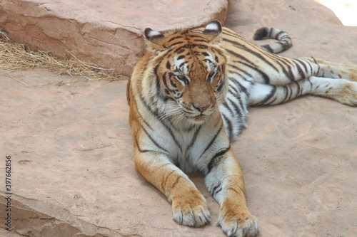 Tiger liegt auf Felsen