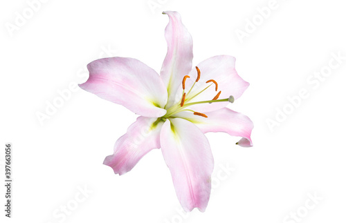 Pink white lily flower on white isolated background. copy space