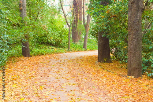 path in park covered with orange leaves, autumn, fall, beautiful,  