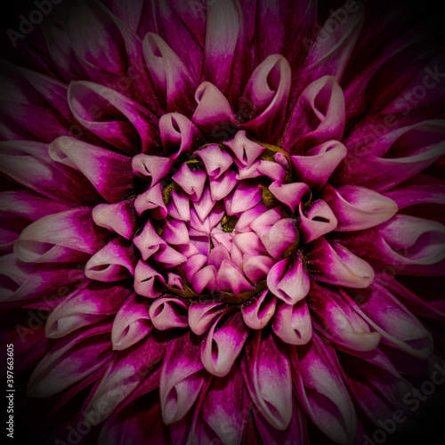 Photo of pink close-up flower background, one flower texture