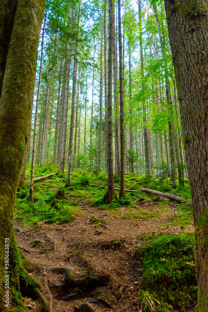 Photo of green misty thick Carpathian forest at summer day in mountains Photo of green misty thick Carpathian forest at summer day in mountains