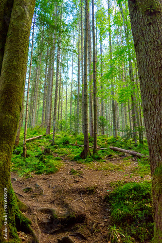 Photo of green misty thick Carpathian forest at summer day in mountains