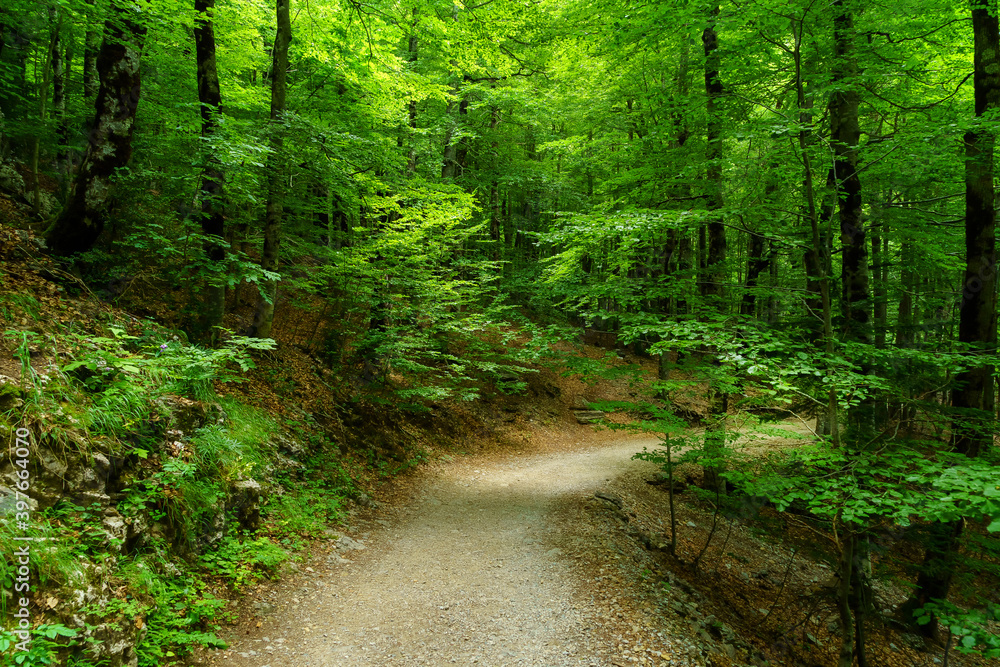 Fototapeta premium Dark green landscape with path between large trees with shadows and lights in the mountain of Ordesa Pyrenees. 