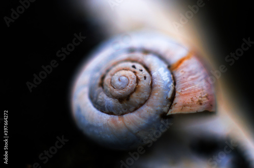 Mollusk shell is on the river coast. Marine animal shell with focus on the spiral.