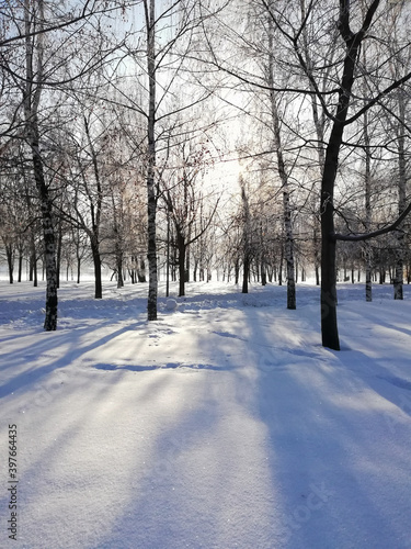 Winter in the park, blue shadows of trees on the snow in the sunny day