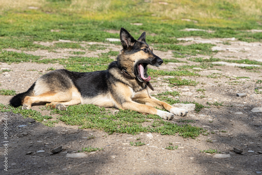 Young beautiful dog German shepherd lying on the ground in sunny summer day Young beautiful dog German shepherd lying on the ground in sunny summer day
