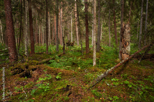 Green and lush summery old-growth boreal forest with lots of dead wood in Estonia, Northern Europe.  © adamikarl