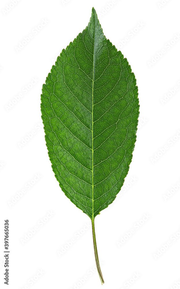 Cherry green leaf isolated on a white background Cherry green leaf isolated on a white background