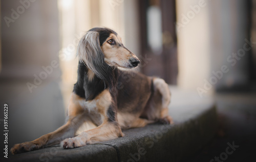 Quadro su tela beautiful Persian hound saluki portrait