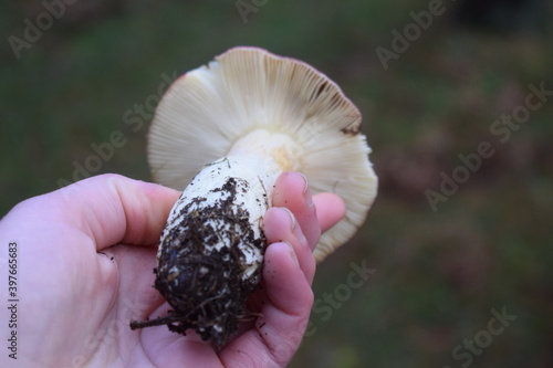 Edible Russula sp. mushroom held in hand