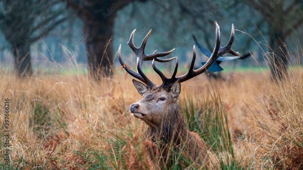 deer in the woods