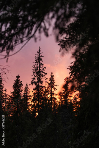 A silhouette of a coniferous taiga forest during an autumnal pink sunset in Northern Finland.  © adamikarl