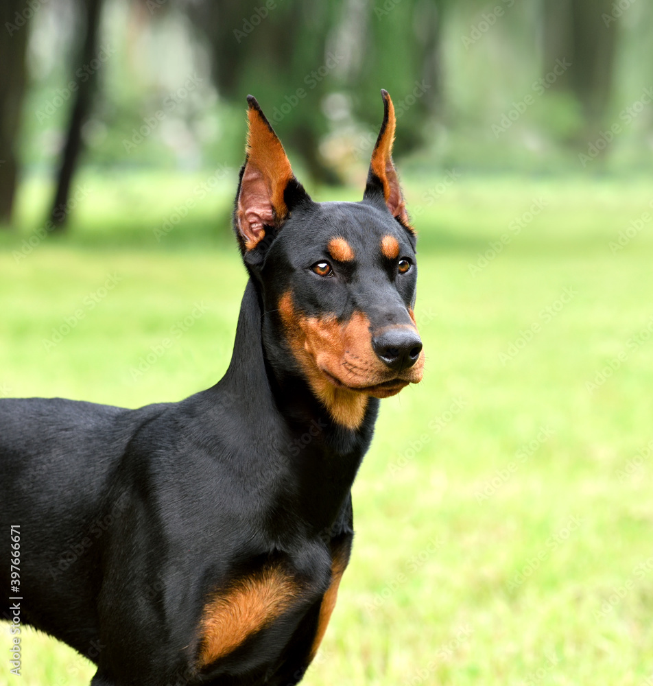 Portrait of German Pinscher Portrait of German Pinscher