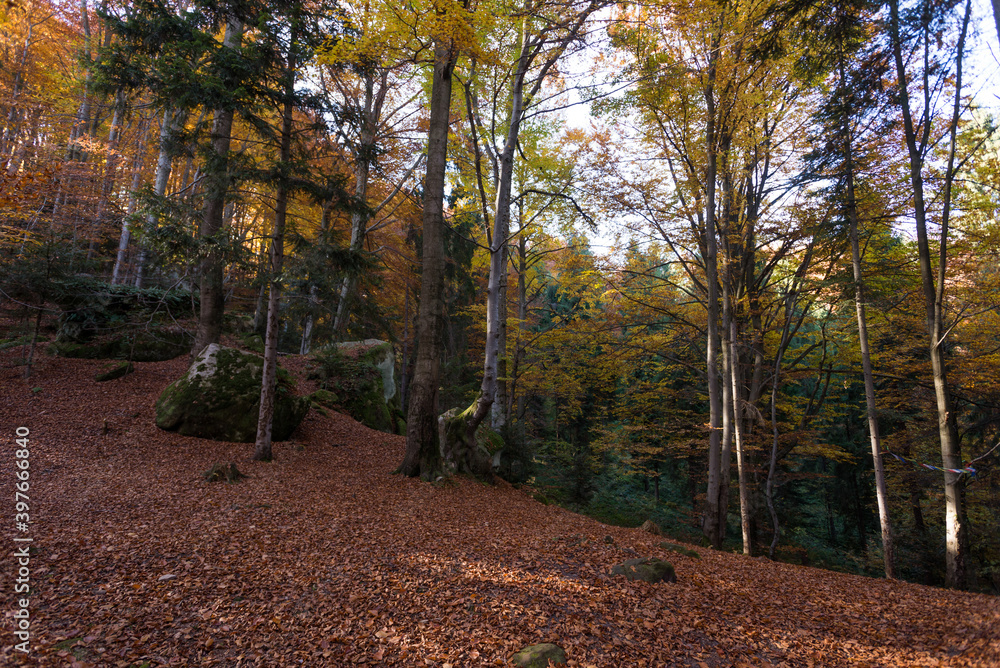 Obraz premium Rocks in Tustan, carpathian wood in autumn